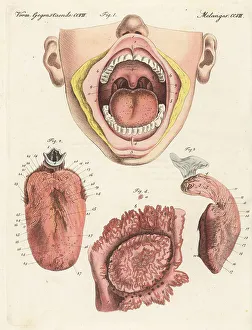 Carl Bertuch Prints: Anatomy of the human sense of taste