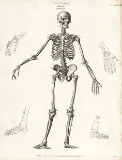 Anatomy of the human skeleton