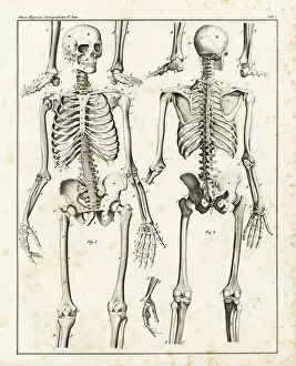 Allgemeine Gallery: Anatomy of the human skeleton