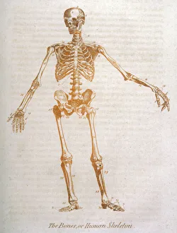 Skeleton Gallery: Anatomy: human Skeleton