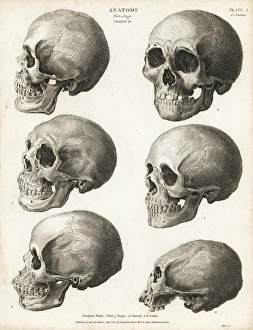 Abrahamrees Gallery: Anatomy of the human skull
