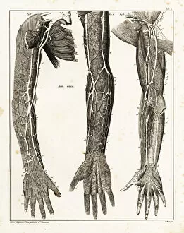 Allgemeine Gallery: Anatomy of the human venal system in the arms