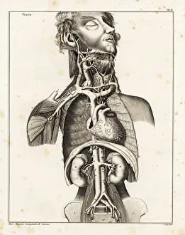 Torso Gallery: Anatomy of the human venal system in the upper torso