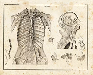 Allgemeine Gallery: Anatomy of human venous return system in the upper torso