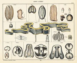 Ichthyology Prints: Anatomy of jellyfish species