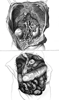 Images Dated 19th October 2011: Anatomy / Kidneys 18th C