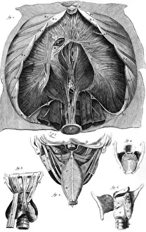 Anatomy / Larynx / Diaphragm
