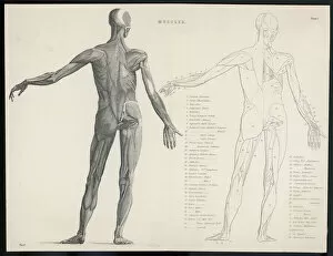 Body Collection: Anatomy / Muscles