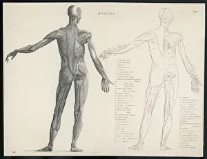 Anatomy/Muscles