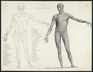 Anatomy / Muscles