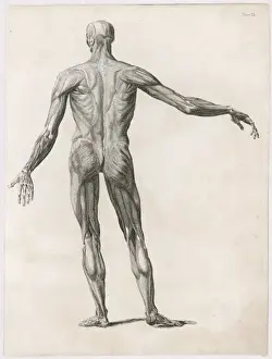 Anatomy / Muscles / Body