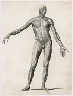 Anatomy / Muscles / Body