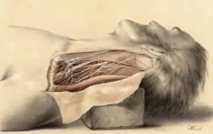 Anatomy / Side of Neck