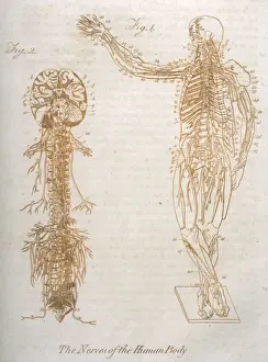 Nervous Prints: Anatomy: nervous System