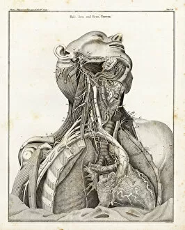 Universal Gallery: Anatomy of the nervous system in the heart, neck and arm