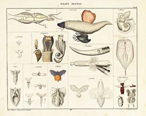 Ichthyology Prints: Anatomy of sea snails, sea angels, sea butterflies