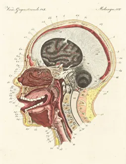 Carl Bertuch Prints: Anatomy of the sense of smell in the human nose
