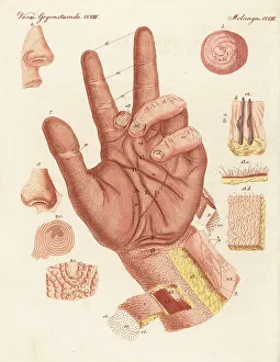 Carl Bertuch Prints: Anatomy of the sense of touch in human skin