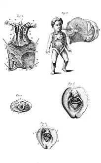 Kulm Prints: Anatomy / Sexual Organs