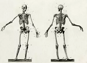 Skeleton Gallery: Anatomy skeleton
