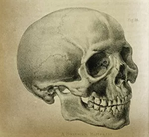 Skull Collection: Anatomy / Skull / 1841
