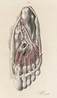 1867 Gallery: Anatomy / Sole of Foot