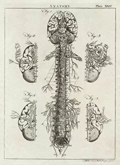 Brain Collection: Anatomy - Spine and Brain