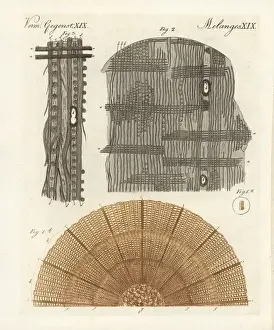 Bilderbuchfurkinder Prints: Anatomy of a tree