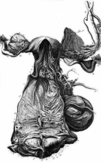 Images Dated 19th October 2011: Anatomy / Uterus 18th C