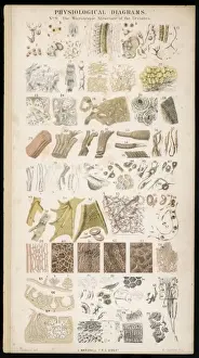 Anatomy / Various Parts