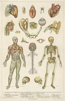 Parts Gallery: Anatomy / Various Parts