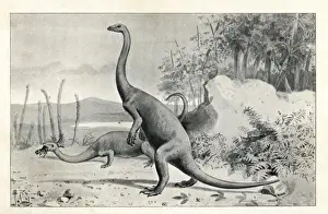 Paleontology Prints: Anchisaurus polyzelus