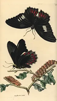 Pupa Prints: Anchises cattleheart butterfly, Parides anchises
