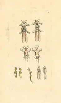 Parasite Prints: Anchor worms, Lernaeae, copepod crustacean fish parasite