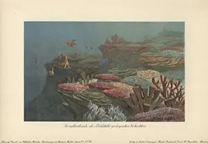 Coral Prints: Ancient coral reefs