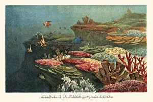 Ancient coral reefs on the ocean floor