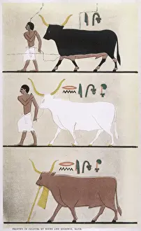 ANCIENT EGYPT CATTLE