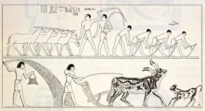 Ancient Egypt Farming