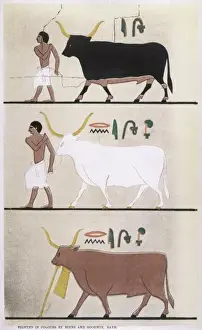 Ancient Egyptian Cattle