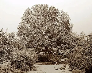 Ancient fig tree, Heliopolis, Egypt, Victorian period