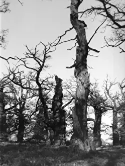Twisted Prints: Ancient Oak Trees