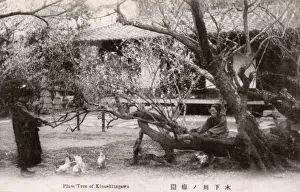 Ancient Plum Tree, Kinoshitagawa, Tokyo, Japan