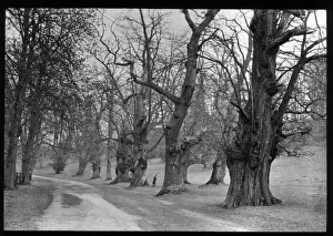 Gnarled Prints: Ancient trees alongside a pathway