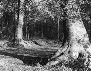 Ancient Woodland
