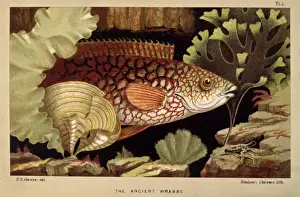 Labridae Prints: Ancient Wrasse - Frontispiece from the Aquarium