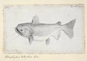 Alfred Russel Wallace Gallery: Ancistrus gibbiceps, Knu