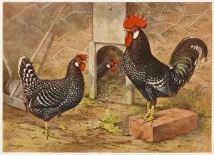 Ancona Cock and Hen