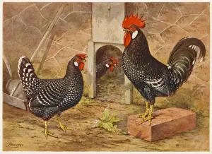 Chicken Prints: Ancona Cock and Hen