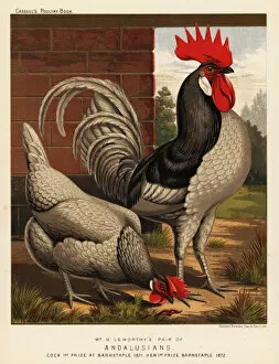 Andalusian Collection: Andalusian chickens