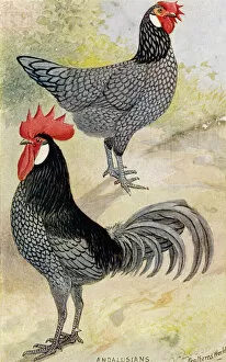 Species Collection: Andalusian Poultry